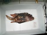Poisson lion labo aout 2012_01